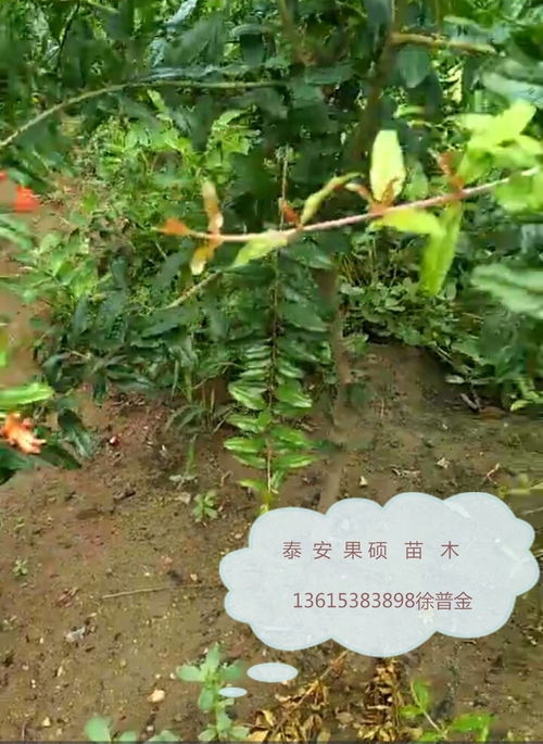 【北京东城区2公分石榴苗土地到期只求卖出 根系发达现挖现卖】- 